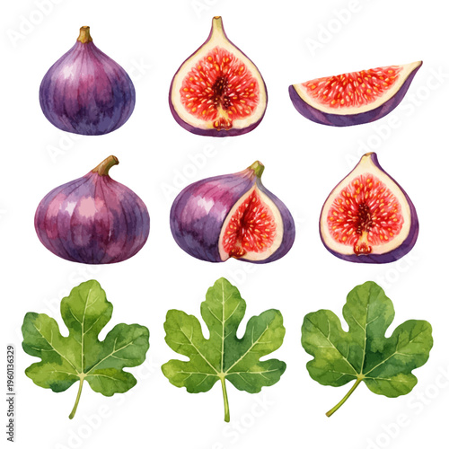 A beautiful collection of watercolor fig fruit clip art featuring whole purple figs, sliced fig halves, and green fig leaves in a botanical style.