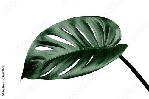 Monstera obliqua leaf with natural holes, tropical foliage showcasing botanical beauty on transparent background