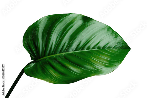 Homalomena tropical green leaf isolated on transparent background, showcasing detailed texture and vibrant natural color