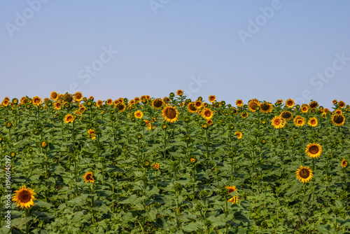 Sunflower field. Agriculture, sunflower seeds growing concept