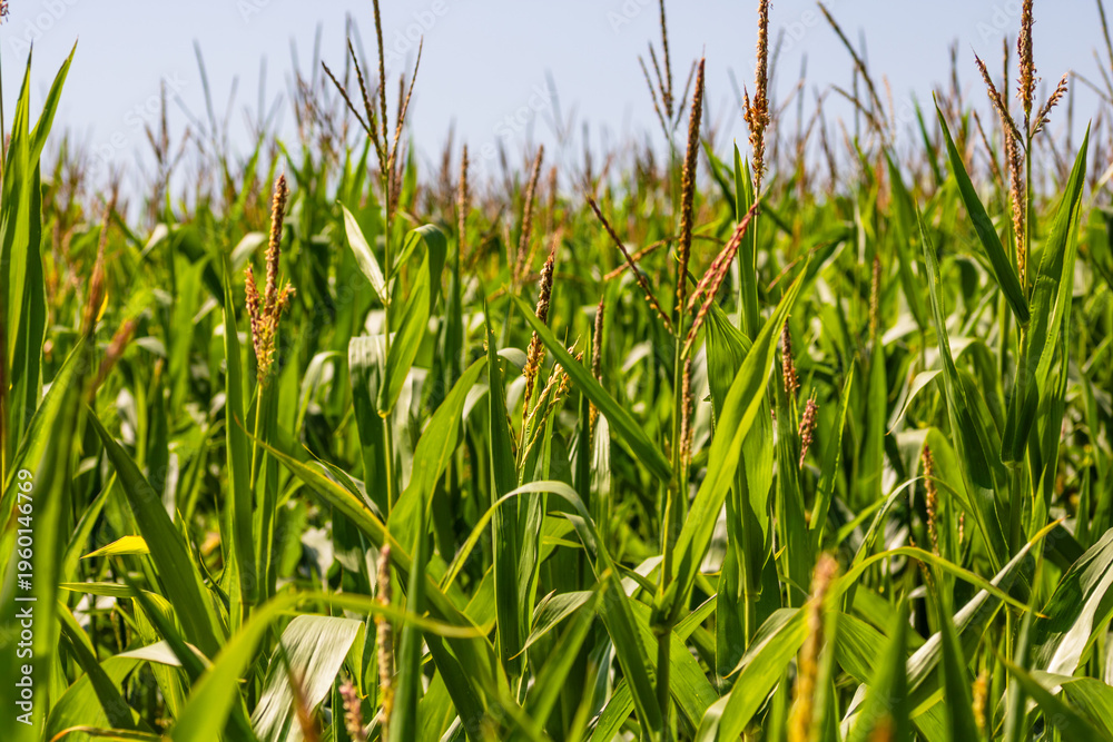 Obraz premium Corn field. Cereals for flour production