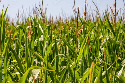 Corn field. Cereals for flour production
