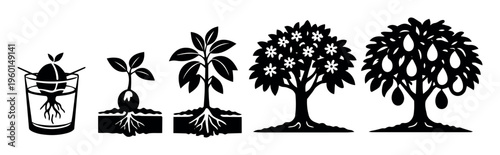Avocado plant growth from seed to mature tree, illustrating germination, sprouting, developing leaves, blooming flowers, and bearing fruit