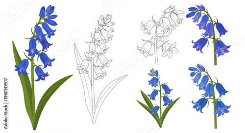 Bluebell Flowers: Blooming Sprigs and Delicate Outline Illustrations