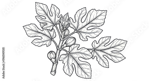 Fig Branch with Leaves and Fruit Sketch