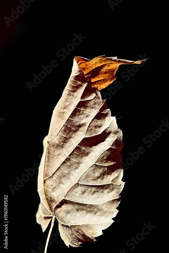 Dry Autumn Leaf on Black Background. Abstraction