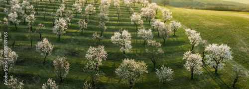 Aerial view of full bloom w...