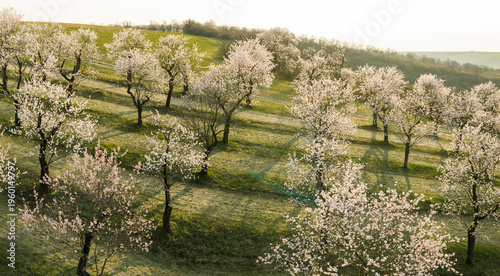 Quadro su tela Aerial view of full bloom white and pink color almond trees blossom blooming dur