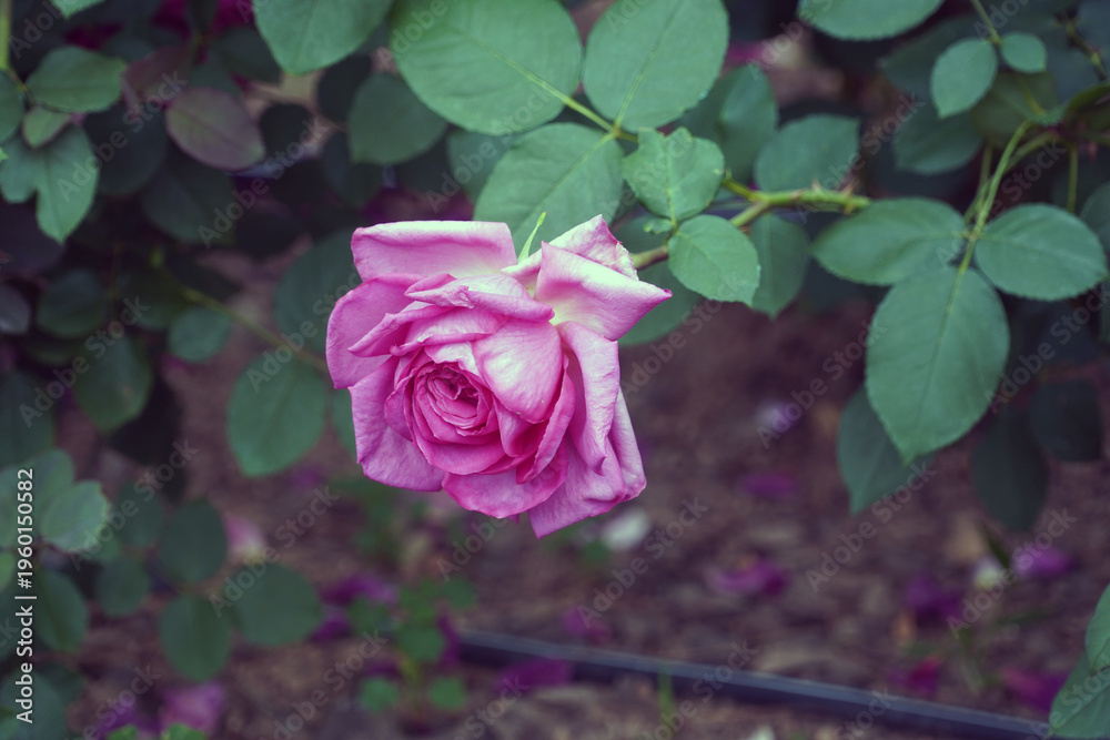 Fototapeta premium Pink roses are symbols of love