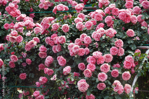 pink and red rose fence decoration