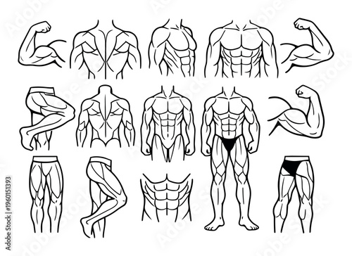 Set of human muscle group silhouettes. Perfect for showcasing fitness, bodybuilding, and strength training themes