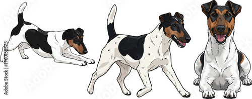 Smooth Fox Terrier dog walking lying down happy play bow pose set