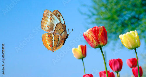 Obraz na plátně Bright golden brown morpho butterfly and colorful tulips in the garden against t