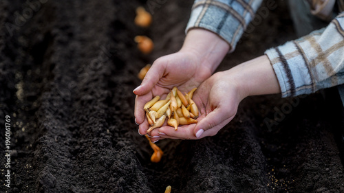 Hands planting small onion sets into dark, rich soil for spring gardening