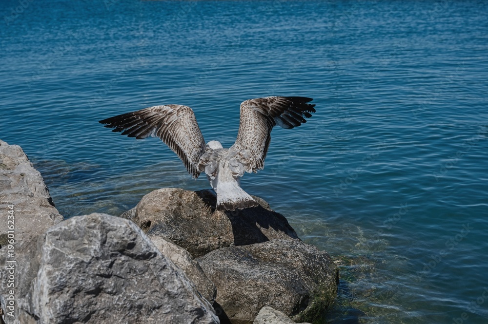 Naklejka premium Seagull on a stone cliff ready to take off.