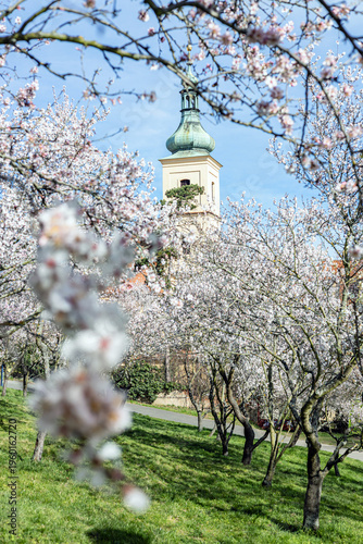 Photography Church Tower Rising Above Blooming Cherry Orchard in Petrin Park Prague