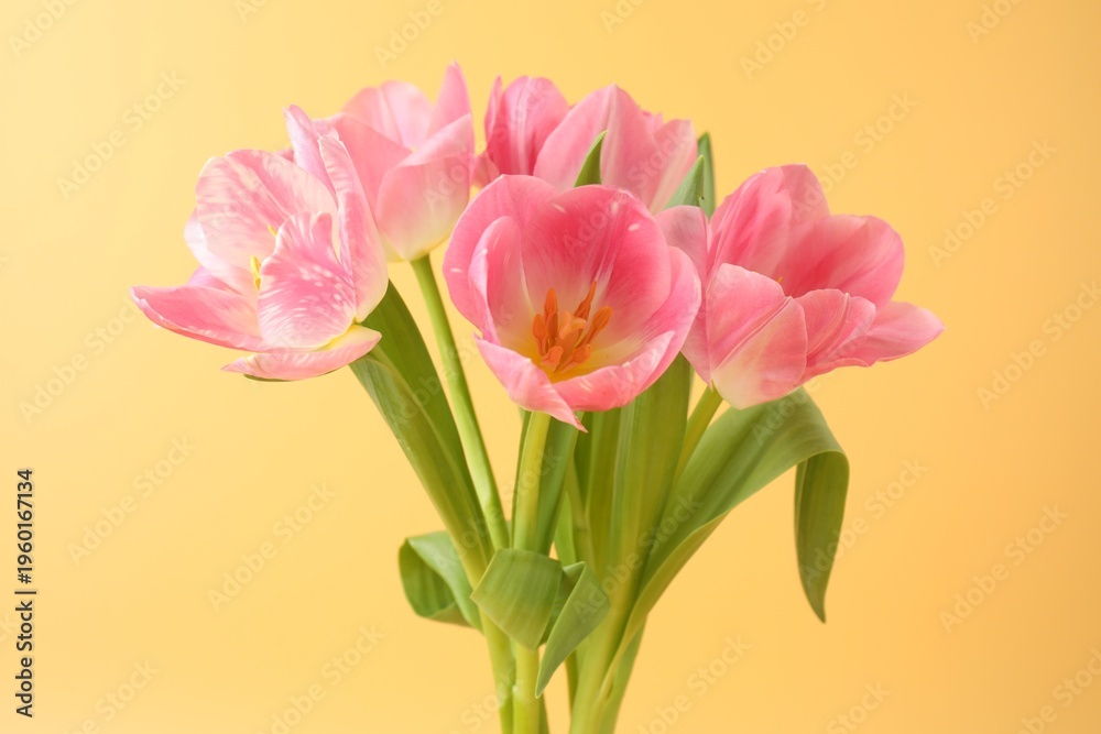 Fototapeta premium Beautiful pink tulips on pale yellow background, closeup