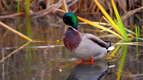 A mallard duck standing in shallow water at a creek, shaking its head and nibbling on its feathers to preen itself. 