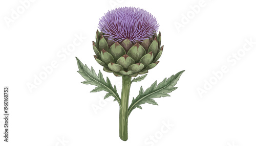 Realistic Botanical Vector Illustration of a Blooming Purple Globe Artichoke Isolated on a White Background
