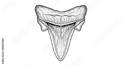 Fossilized Shark Tooth Illustration, Ancient Predator Dental Fossil