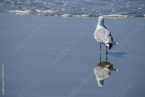 Schilderij op canvas seagull on the shore