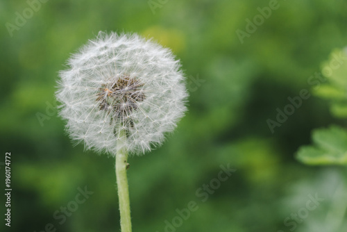 Dandelion clock, white fluffy dandelion on a green blurred, natural background