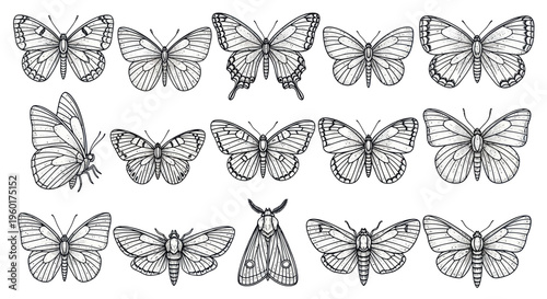 Collection of Hand-Drawn Butterflies and Moths
