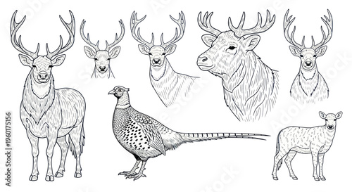 Collection of Hand-Drawn Forest Animals: Deer, Stag, Fawn, and Pheasant