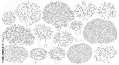 Collection of Hand-Drawn Coral Reef Elements, Sea Creatures, and Marine Life