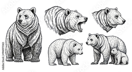 Collection of Hand-Drawn Bear Illustrations: Grizzly, Cub, Roaring