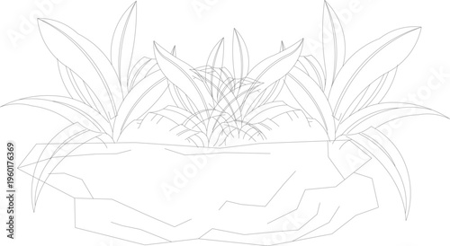 Technical landscape elevation drawing showing ornamental plants with long foliage leaves growing from rock formation for garden design details.