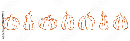 Set of hand drawn pumpkin and squash varieties in a row for autumn harvest