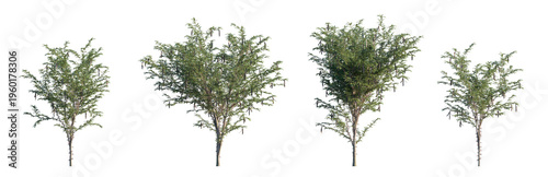honey locust or gleditsia triacanthos (thorny locust, honey shuck, sweet bean tree) isolated PNG on a transparent background premium nature cutout