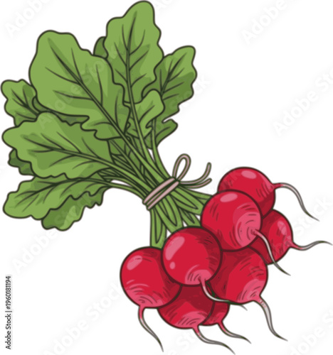 Set of gardening and farming icons featuring root vegetables like potatoes, carrots, and radishes with tools like a shovel, watering can, and wheelbarrow for planting and harvesting