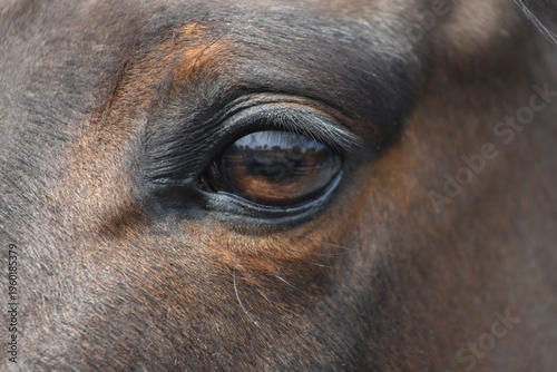 Horse eye close up