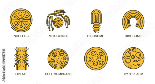 Cell Biology Icons: Nucleus, Mitochondria, Ribosome, Cytoplasm, Cell Membrane