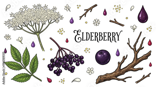 Elderberry Botanical Set with Flowers, Berries, Leaves, and Branches Hand Drawn Vector Illustration Elements for Design