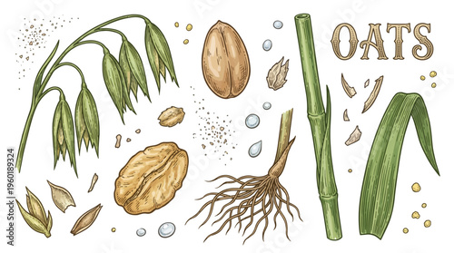 Hand drawn botanical illustration of oats plant parts including grain cereal ears flakes roots and green leaves isolated on white background