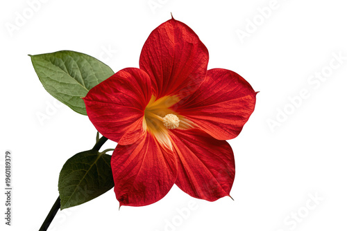 Red mallow flower blooming with green leaves, a vibrant tropical botanical isolated on transparent background