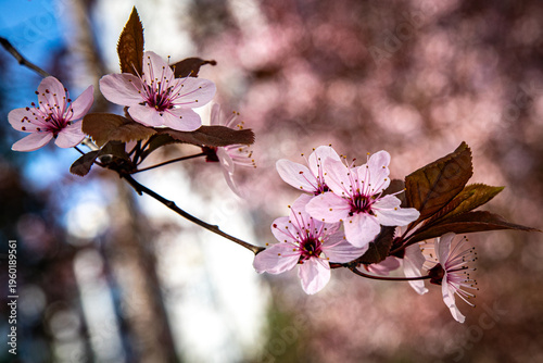 Wallpaper Mural March 15, 2026, Zagreb, Croatia, blooming nature and the awakening of spring and flowers Torontodigital.ca