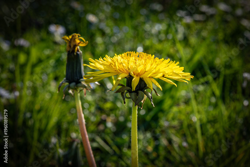 Wallpaper Mural March 15, 2026, Zagreb, Croatia, blooming nature and the awakening of spring and flowers Torontodigital.ca