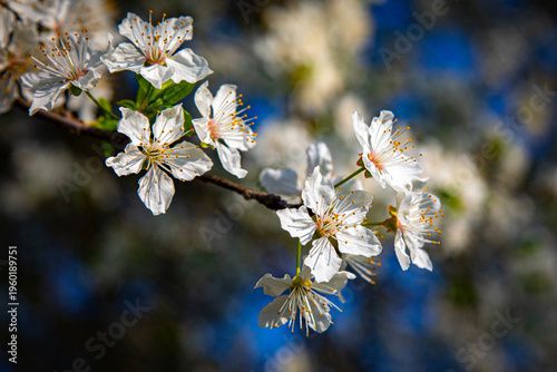 Wallpaper Mural March 15, 2026, Zagreb, Croatia, blooming nature and the awakening of spring and flowers Torontodigital.ca