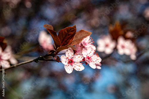 Wallpaper Mural March 15, 2026, Zagreb, Croatia, blooming nature and the awakening of spring and flowers Torontodigital.ca