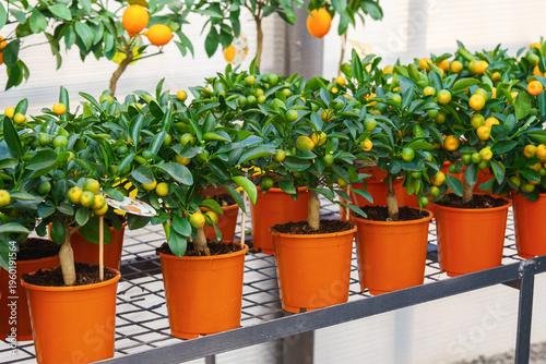 Foto Miniature potted Calamondin citrus tree, Citrus microcarpa with orange fruits growing in garden center greenhouse, flower shop