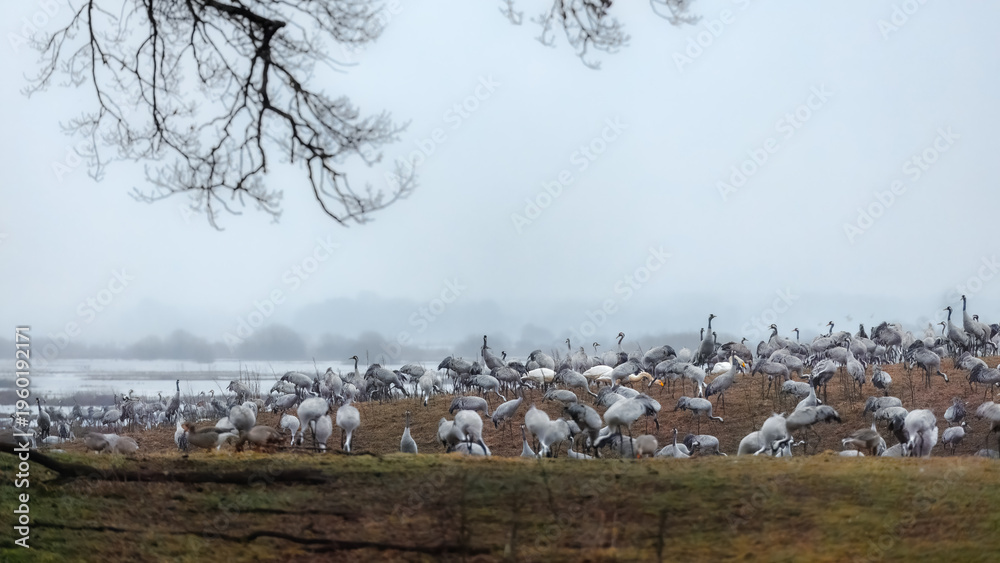 Obraz premium Moody wetland calm with migratory cranes feeding by Hornborgasjoen lake in Sweden. Misty horizon and layered terrain for local biodiversity and spring change