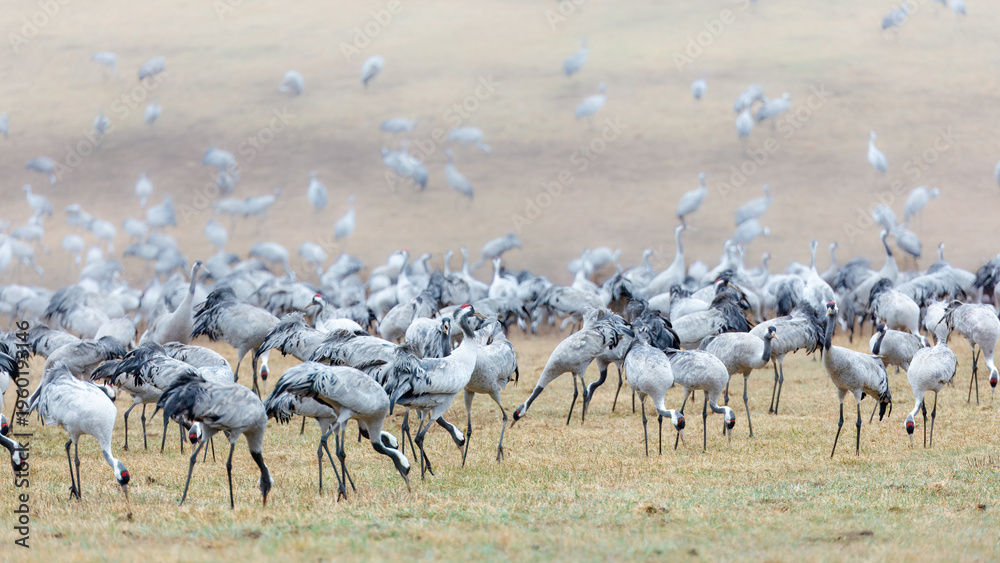 Fototapeta premium Busy morning for population of common cranes, densely grouped in open field near lake Hornborg in Sweden. For migratory bird watching. Copy space