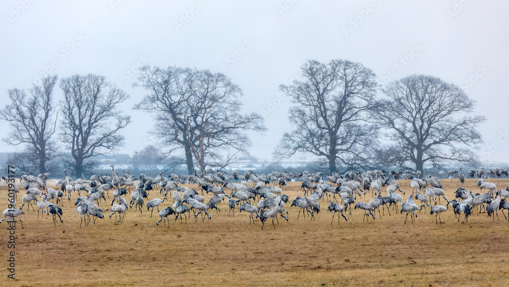 Obraz premium Ringing morning at bird bazaar and feeding stop on the way to the crane nesting grounds by Swedish lake. Rhythm of time and natures power and concept. Copy space