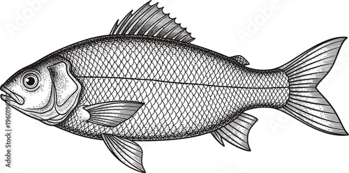 A detailed black and white illustration of a fish with scales