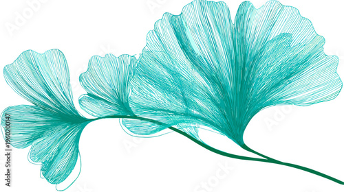 Stylized, turquoise illustration of ginkgo leaves and stem against a white backdrop