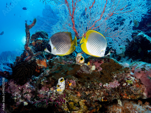 Photos Panda or Philippine butterflyfish, Chaetodon adiergastos